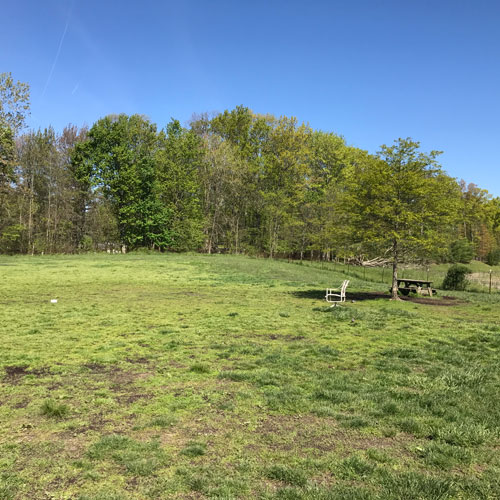 Dog-park-1 dog park