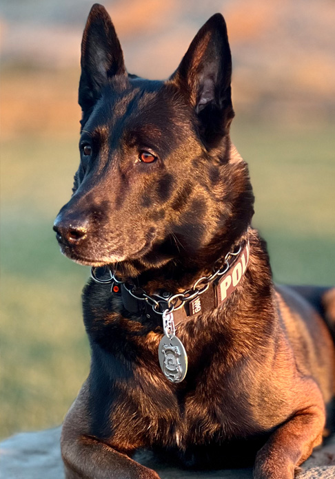 K9 Koda