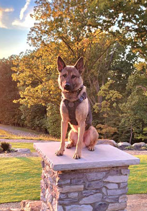 K9 Wiley